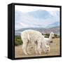 Colors of Peru - Alpaca Family-Philippe HUGONNARD-Framed Stretched Canvas