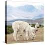 Colors of Peru - Alpaca Family-Philippe HUGONNARD-Stretched Canvas