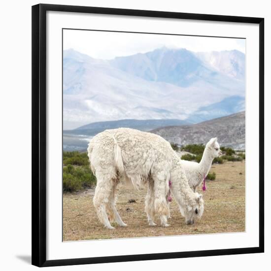 Colors of Peru - Alpaca Family-Philippe HUGONNARD-Framed Premium Photographic Print