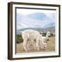 Colors of Peru - Alpaca Family-Philippe HUGONNARD-Framed Photographic Print