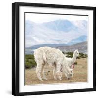 Colors of Peru - Alpaca Family-Philippe HUGONNARD-Framed Photographic Print