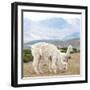 Colors of Peru - Alpaca Family-Philippe HUGONNARD-Framed Photographic Print