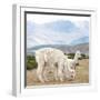 Colors of Peru - Alpaca Family-Philippe HUGONNARD-Framed Photographic Print