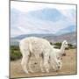 Colors of Peru - Alpaca Family-Philippe HUGONNARD-Mounted Photographic Print