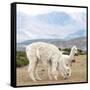 Colors of Peru - Alpaca Family-Philippe HUGONNARD-Framed Stretched Canvas