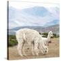 Colors of Peru - Alpaca Family-Philippe HUGONNARD-Stretched Canvas