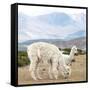 Colors of Peru - Alpaca Family-Philippe HUGONNARD-Framed Stretched Canvas