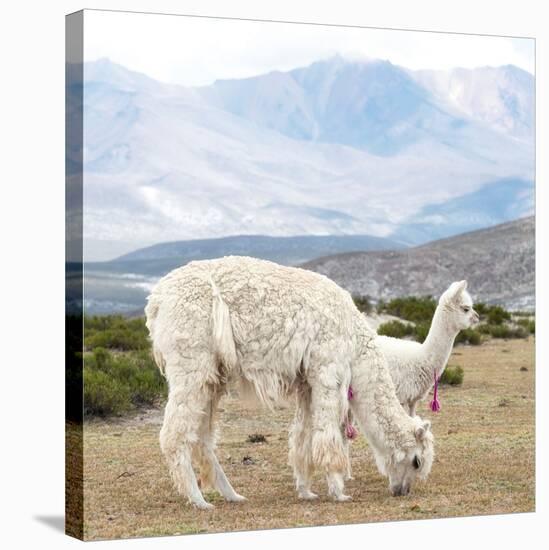 Colors of Peru - Alpaca Family-Philippe HUGONNARD-Stretched Canvas