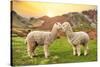 Colors of Peru - Alpaca Love-Philippe HUGONNARD-Stretched Canvas