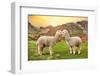 Colors of Peru - Alpaca Love-Philippe HUGONNARD-Framed Photographic Print