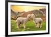 Colors of Peru - Alpaca Love-Philippe HUGONNARD-Framed Photographic Print