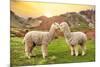 Colors of Peru - Alpaca Love-Philippe HUGONNARD-Mounted Photographic Print