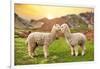 Colors of Peru - Alpaca Love-Philippe HUGONNARD-Framed Photographic Print