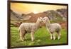 Colors of Peru - Alpaca Love-Philippe HUGONNARD-Framed Photographic Print