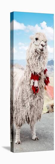 Colors of Peru - Alpaca Suri-Philippe HUGONNARD-Stretched Canvas