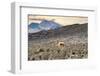 Colors of Peru - Andes Llamas-Philippe HUGONNARD-Framed Photographic Print