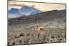 Colors of Peru - Andes Llamas-Philippe HUGONNARD-Mounted Photographic Print