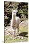 Colors of Peru - Baby Llama-Philippe HUGONNARD-Stretched Canvas