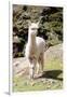 Colors of Peru - Baby Llama-Philippe HUGONNARD-Framed Photographic Print