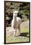 Colors of Peru - Baby Llama-Philippe HUGONNARD-Framed Photographic Print