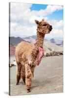 Colors of Peru - Brown Alpaca-Philippe HUGONNARD-Stretched Canvas