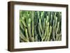 Colors of Peru - Cactus Wall-Philippe HUGONNARD-Framed Photographic Print