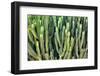 Colors of Peru - Cactus Wall-Philippe HUGONNARD-Framed Photographic Print