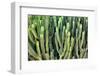 Colors of Peru - Cactus Wall-Philippe HUGONNARD-Framed Photographic Print