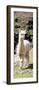 Colors of Peru - Cute Baby Llama-Philippe HUGONNARD-Framed Photographic Print