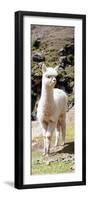 Colors of Peru - Cute Baby Llama-Philippe HUGONNARD-Framed Photographic Print