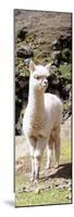 Colors of Peru - Cute Baby Llama-Philippe HUGONNARD-Mounted Photographic Print
