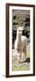 Colors of Peru - Cute Baby Llama-Philippe HUGONNARD-Framed Photographic Print