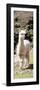 Colors of Peru - Cute Baby Llama-Philippe HUGONNARD-Framed Photographic Print