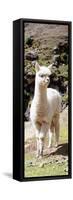 Colors of Peru - Cute Baby Llama-Philippe HUGONNARD-Framed Stretched Canvas