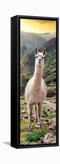 Colors of Peru - Llama at Sunset-Philippe HUGONNARD-Framed Stretched Canvas