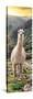 Colors of Peru - Llama at Sunset-Philippe HUGONNARD-Stretched Canvas