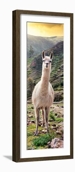 Colors of Peru - Llama at Sunset-Philippe HUGONNARD-Framed Photographic Print