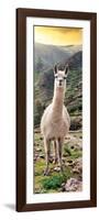 Colors of Peru - Llama at Sunset-Philippe HUGONNARD-Framed Photographic Print