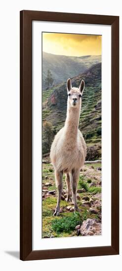 Colors of Peru - Llama at Sunset-Philippe HUGONNARD-Framed Photographic Print