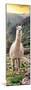 Colors of Peru - Llama at Sunset-Philippe HUGONNARD-Mounted Photographic Print