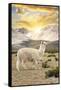 Colors of Peru - Llama Sunset-Philippe HUGONNARD-Framed Stretched Canvas
