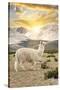 Colors of Peru - Llama Sunset-Philippe HUGONNARD-Stretched Canvas