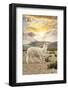 Colors of Peru - Llama Sunset-Philippe HUGONNARD-Framed Photographic Print