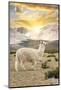 Colors of Peru - Llama Sunset-Philippe HUGONNARD-Mounted Photographic Print