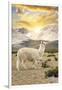 Colors of Peru - Llama Sunset-Philippe HUGONNARD-Framed Photographic Print