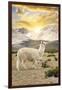 Colors of Peru - Llama Sunset-Philippe HUGONNARD-Framed Photographic Print