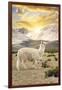 Colors of Peru - Llama Sunset-Philippe HUGONNARD-Framed Photographic Print