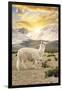 Colors of Peru - Llama Sunset-Philippe HUGONNARD-Framed Photographic Print