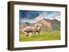 Colors of Peru - Palcoyo Alpacas-Philippe HUGONNARD-Framed Photographic Print