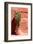 Colors of Peru - Terracotta Cactus-Philippe HUGONNARD-Framed Photographic Print